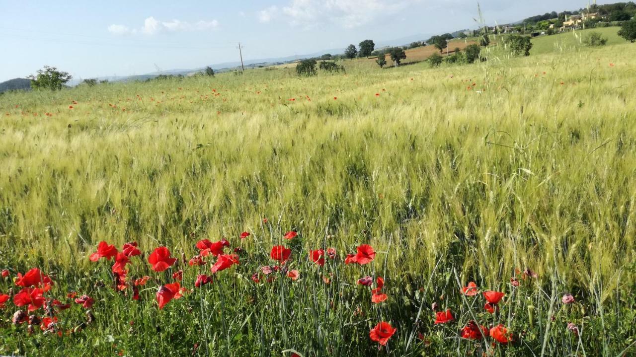 Cavallin Del Papa Capalbio